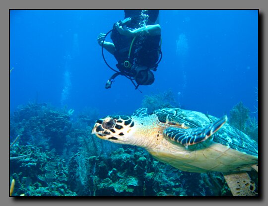 Greg and turtle